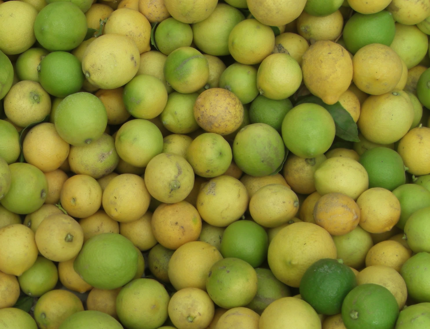 Fresh Picked Sunkist Lemons