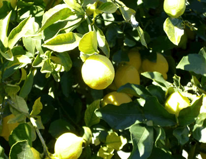 Lemon Tree